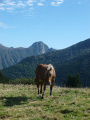 Dent d'Orlu