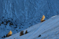 Derniers rayons de soleil sur les petits melèzes