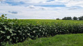 Des champs de tournesols à perte de vue .