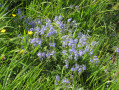 Des fleurs à foison