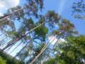 Balade forestière à Sainte-Croix-sur-Aizier