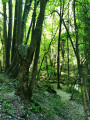 Des rochers dans les arbres