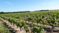 Au pays du vignoble Cheverny, une boucle depuis Montlivault