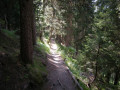 Descente dans la forêt