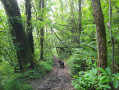 Descente en sous-bois