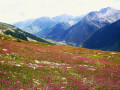 Descente sur Larche dans un pré fleuri