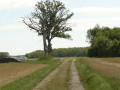 Deux arbres isolés