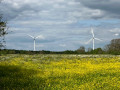 Deux éoliennes éclairées par un champ de renoncules