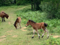 Deux petits