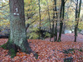 Eisvogelweg im Sachsenwald