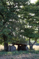 Dolmen de la Pierre à la Marte, près de Montchevrier