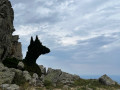 Funny wolf