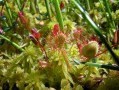 Drosera