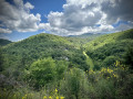 du vert tendre dans le Luberon