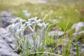 Edelweiss