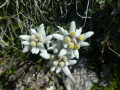 Edelweiss