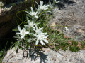 Edelweiss