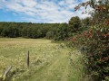 La petite forêt à Saint-Aubin-le-Guichard