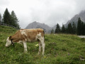 Entlang zweier Wildbäche : Galitzenbach und Laserzbach (Osttirol)