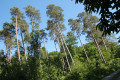 En forêt domaniale de Montfort