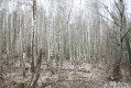 en forêt sur le retour