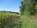 En lisière de forêt