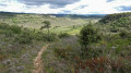 Lavande et garrigue autour du village de Gras