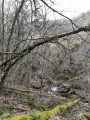 En pleine forêt