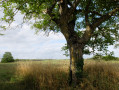 En sortant de la forêt