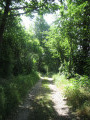 En sous bois