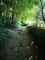 Promenons-nous dans le bois de Maisnil-lès-Ruitz