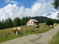 En traversant un pâturage