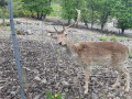 Enclos des cerfs à Fontenille