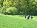 Entre champs et forêts