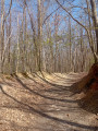 Entrée dans la forêt