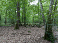 Entrée dans la forêt