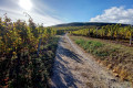 Entrée dans le vignoble du Steinert