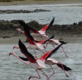 Envol de flamands roses