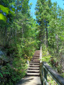 Escaliers en forêt