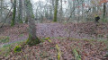 Autour des étangs de la forêt de Bouconne