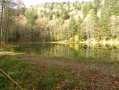 Tour de la Forêt de la Beucinière par l'Étang des Belles Filles