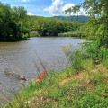 Etang en juin