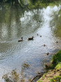 famille de canards