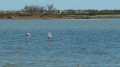 Flamants Roses