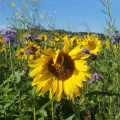 Autumn flowers