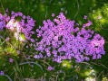 Fleurs du Glandasse