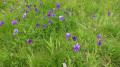 Fleurs  pensées des Alpes