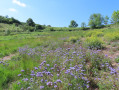 Fleurs sauvages
