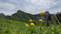 fleurs sur le plateau