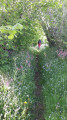 Flore de Printemps